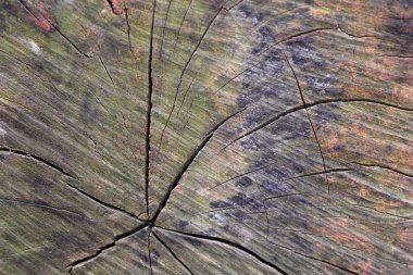 Doku arka plan ağaç kabuğu