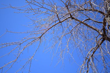 Gökyüzünün bir arka plan üzerinde soyut dalları