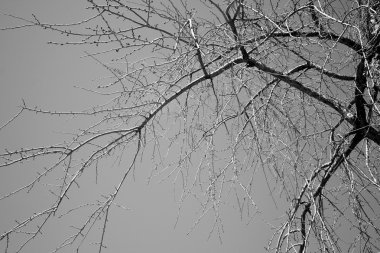 Gökyüzünün soyut dalları bir arka plan üzerinde. Siyah ve beyaz