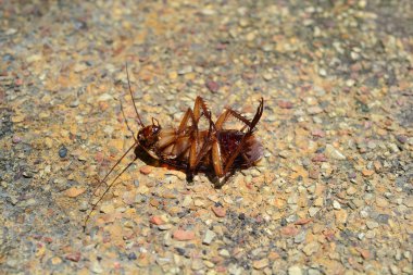 Katta izole ölü hamam böceği