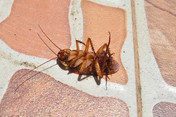 关闭地板上的死蟑螂 — 图库照片
