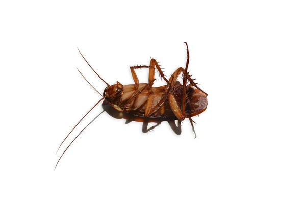 孤立的白色背景上的死蟑螂 — 图库照片