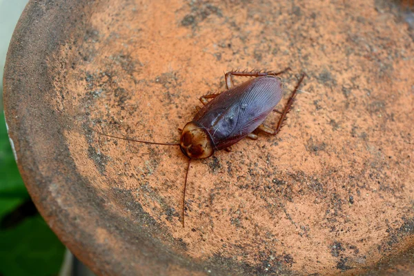 죽은 바퀴벌레 화분에 고립 — 스톡 사진