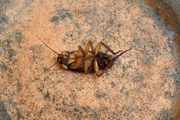 죽은 바퀴벌레 화분에 고립 — 스톡 사진