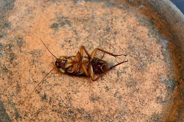 在地板上隔离的死蟑螂 — 图库照片