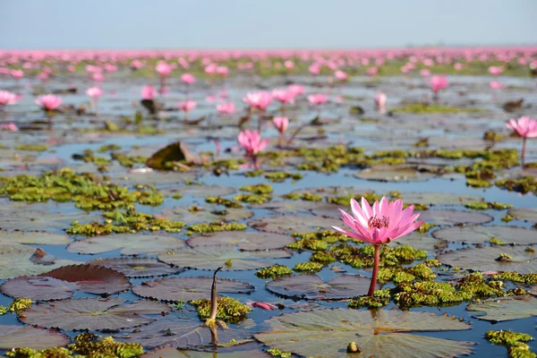 Loto rosa nel lago — Foto Stock