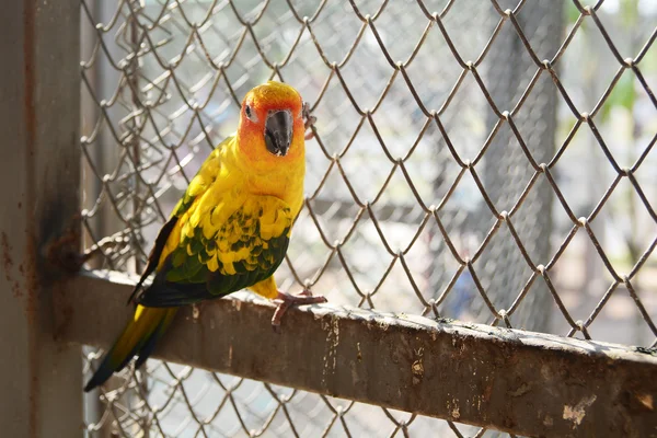 Güzel renkli papağan, güneş conure (aratinga solstitialis) — Stok fotoğraf