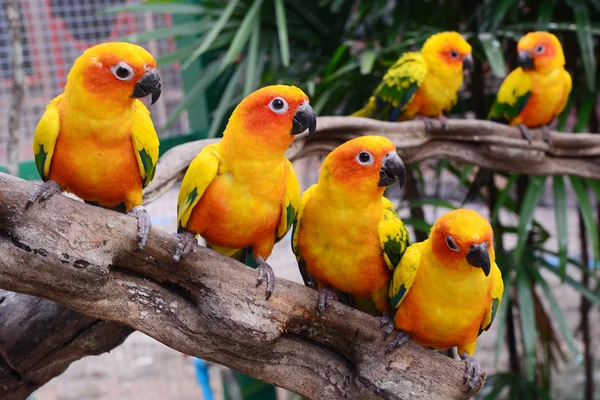 Gyönyörű színes papagáj (aratinga solstitialis nap conure) — Stock Fotó