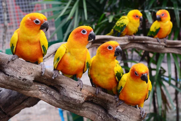 美しいカラフルなオウム、コガネメキシコインコ （aratinga solstitialis) — ストック写真