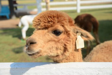 alpaka portre Hayvanat Bahçesi