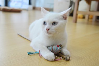 beyaz kedi