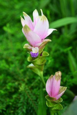 Chaiyaphum, Tayland Isan Siam lale pembe alan