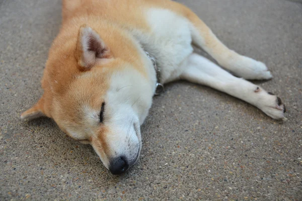 Vértes Inu kutya alszik a padló — Stock Fotó