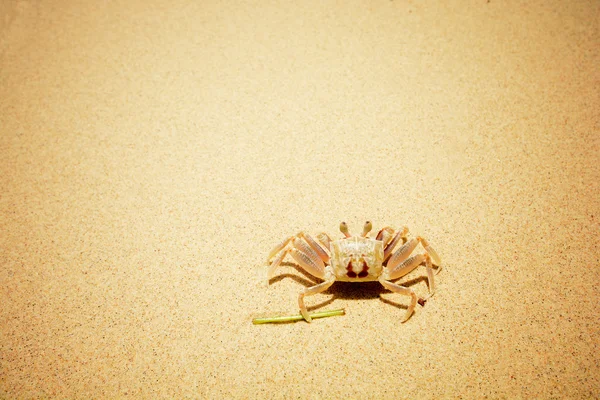 Een krab op het strand, Vintage filter — Stockfoto