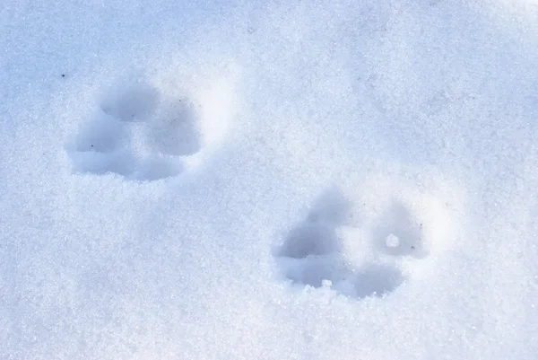 Зимние собачьи тропы — стоковое фото
