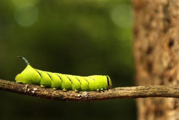 Laurel Sfinga Moth — Stock fotografie