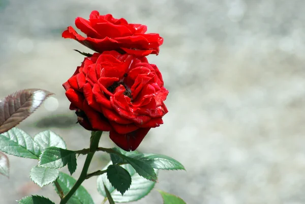 Uma flor por qualquer outro nome — Fotografia de Stock