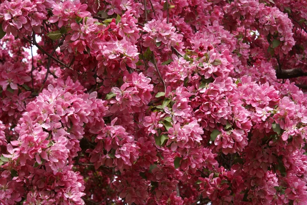 kiraz ağacı çiçekleri