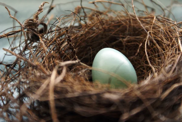 Robins Nest Egg — Stock Photo, Image