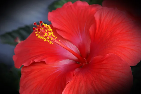 Hibiscusväxter blomma närbild — Stockfoto