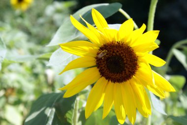 Ayçiçeğindeki bal arısı