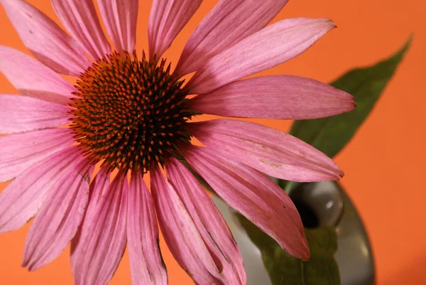 ハーブのエキナセアの花 — ストック写真