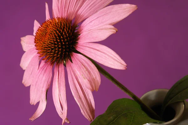 Bylinné Echinacea květ — Stock fotografie