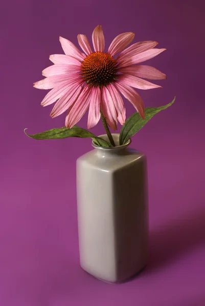 Echinacea flor de ervas — Fotografia de Stock