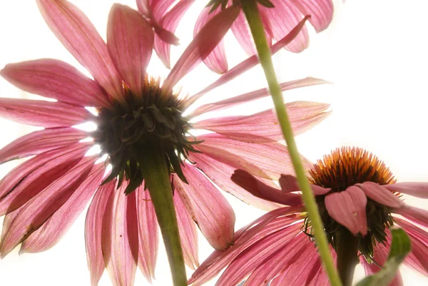Трав'яні Ехінацея квітка — стокове фото