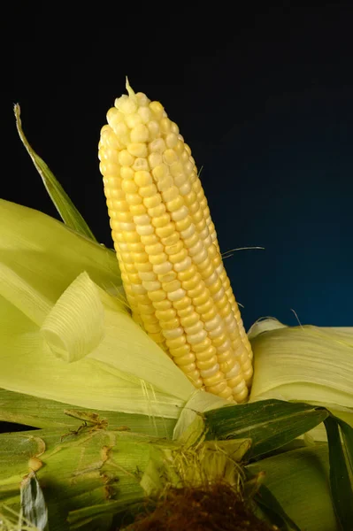 Some Fresh Corn Cobb One Showing Kernels — Stock Photo, Image