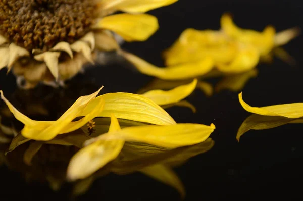 Крупним Планом Деякі Впали Жовті Пелюстки Квітів Чорній Відбиваючій Поверхні — стокове фото