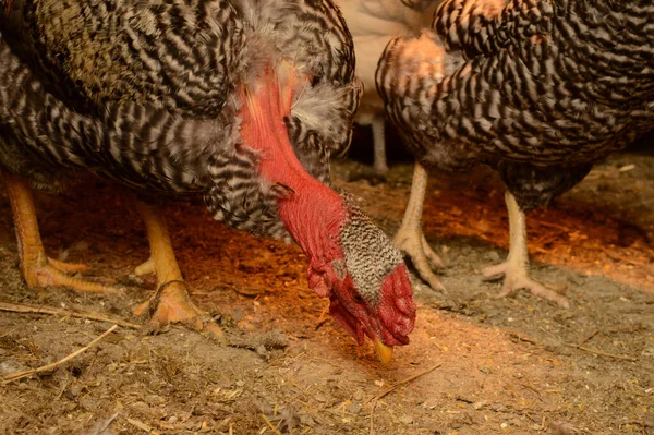 Closeup View Some Domestic Turkens Chicken Coop — Stock Photo, Image