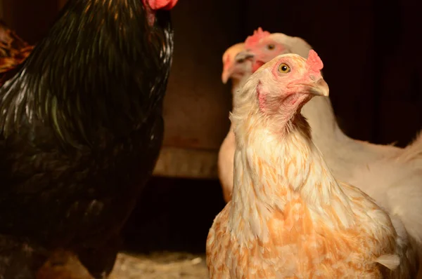 Eine Nahaufnahme Der Hühner Ihrem Stall — Stockfoto