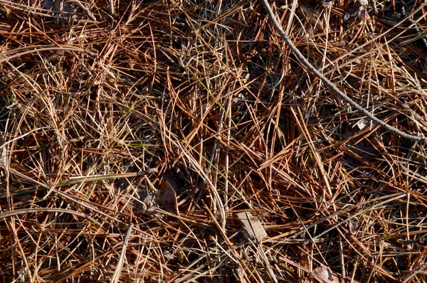 Tiro Macro Agulhas Pinheiro Caídas Chão Abaixo Das Árvores — Fotografia de Stock