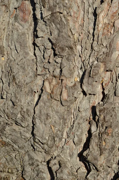 Bir Çam Ağacının Ağaç Kabuğunun Yakın Çekimi — Stok fotoğraf