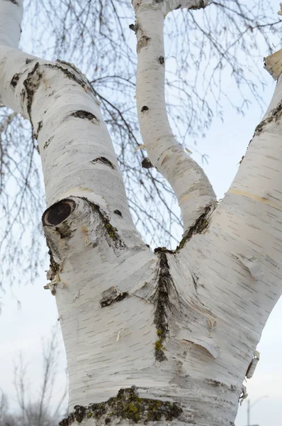白樺の木の枝の詳細 — ストック写真