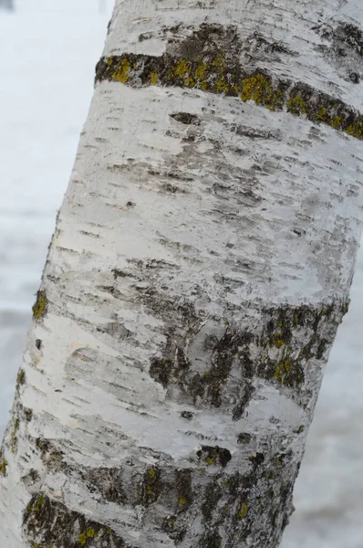 Closeup Uma Árvore Branca Vidoeiro Seus Detalhes Bark — Fotografia de Stock