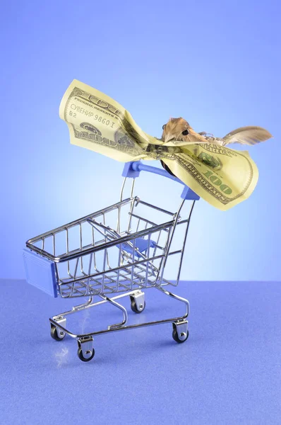 Small Bird Perched Handle Shopping Cart While Carrying Hundred Dollar — Stock Photo, Image