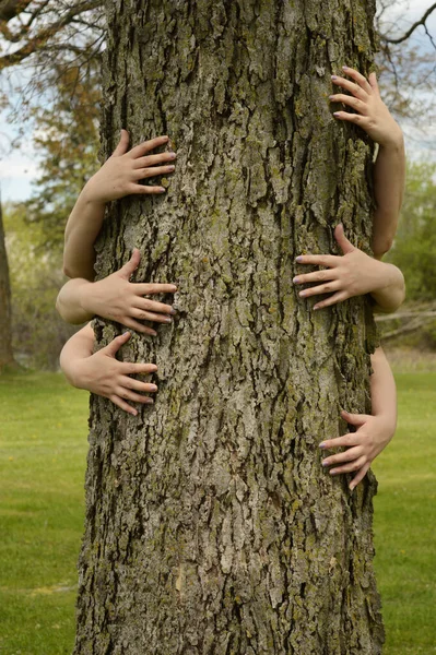 Conceptual Image Several Peoples Arms Hugging Large Tree Several Environmentalists — Stock Photo, Image