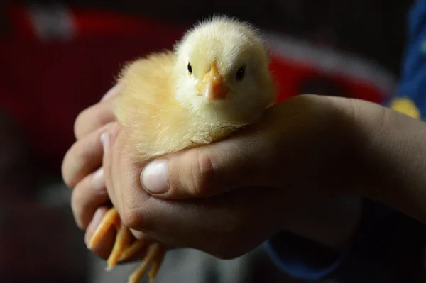 Pollo Bambino Nelle Mani Bambino Piccolo Sono Mostrati Qui Questa — Foto Stock