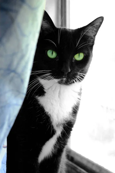 Black White Cat Vibrant Green Jade Colored Eyes Looks Viewer — Stock Photo, Image