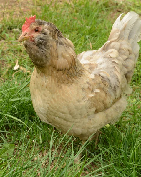 Closeup Easter Egger Chicken Walking Grass Lawn — Stock Photo, Image
