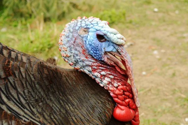 Uma Foto Perfil Close Artisan Gold Turkey Campo Grama Durante — Fotografia de Stock