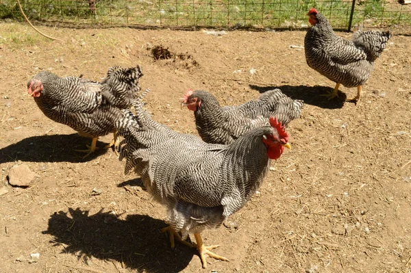 Несколько Plymouth Barred Rock Roosters Собрались Вокруг Ручки Кормления Дворе — стоковое фото