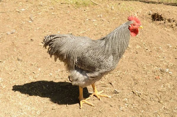 Plymouth Barred Rock Rooster Стоящий Дворе Своей Ручки Время Яркого — стоковое фото