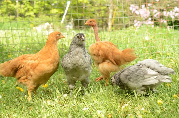 Blandning Olika Baby Kycklingar Utfodring Sommaren Gräs — Stockfoto