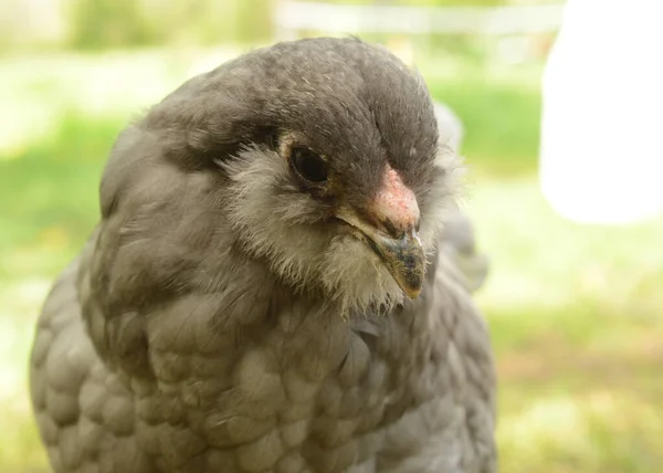 Jeune Poulet Quelques Mois Avec Des Plumes Grises Curieux Caméra — Photo