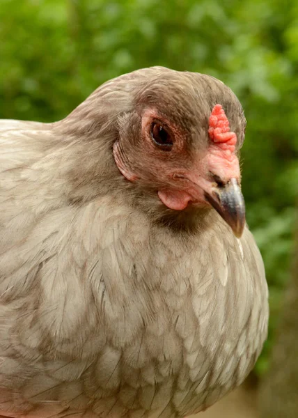 Primo Piano Una Gallina Madre Uovo Pasqua Pollo Riposo Durante — Foto Stock