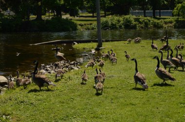 Several Canadian Geese families heading towards the river to avoid the camera.