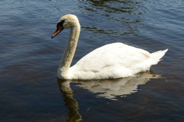 One swan swimming on some fresh river water during the daytime hours.